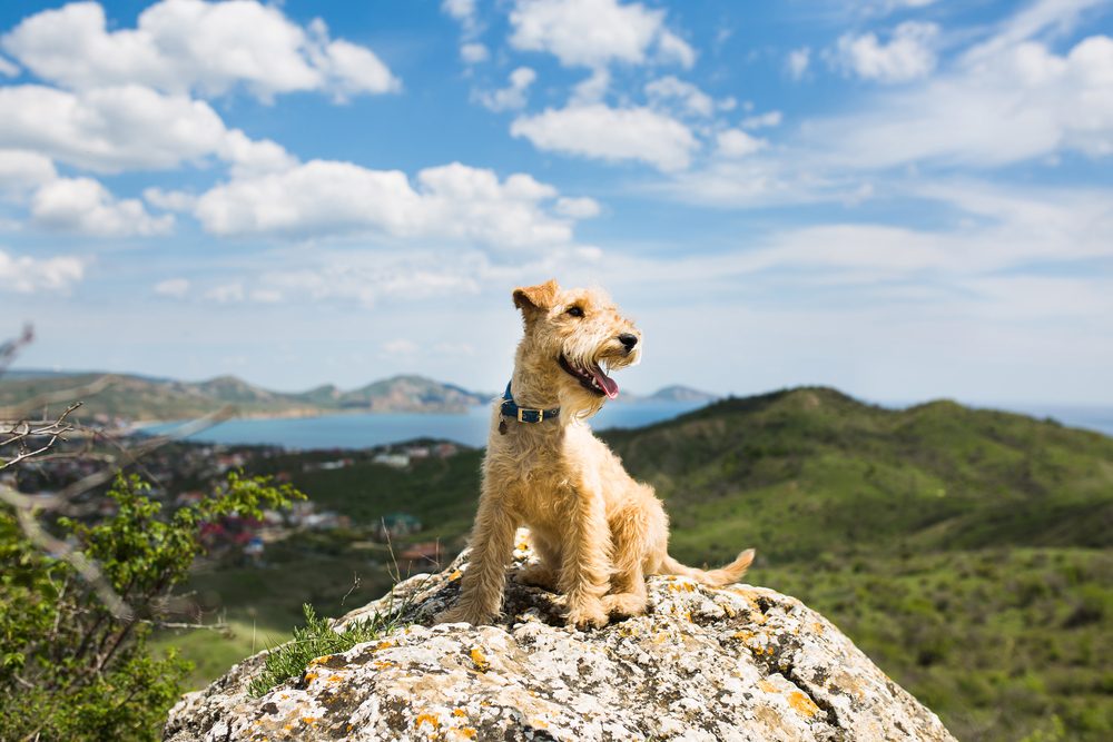 Hundehaftpflicht: Baden-Württemberg
